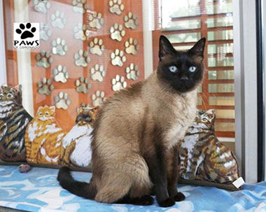Adopt-A-Pet